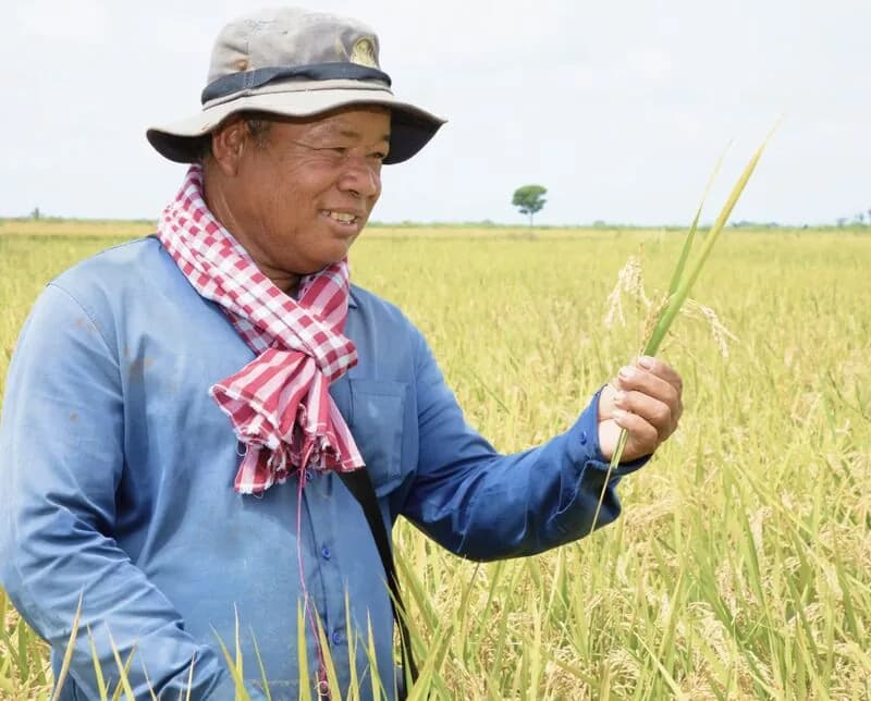 How BRM Agro is Building Cambodia's Integrated Rice Platform 