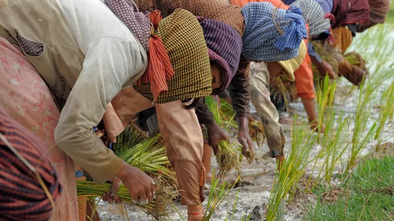 A Greener Cambodia Starts in the Field