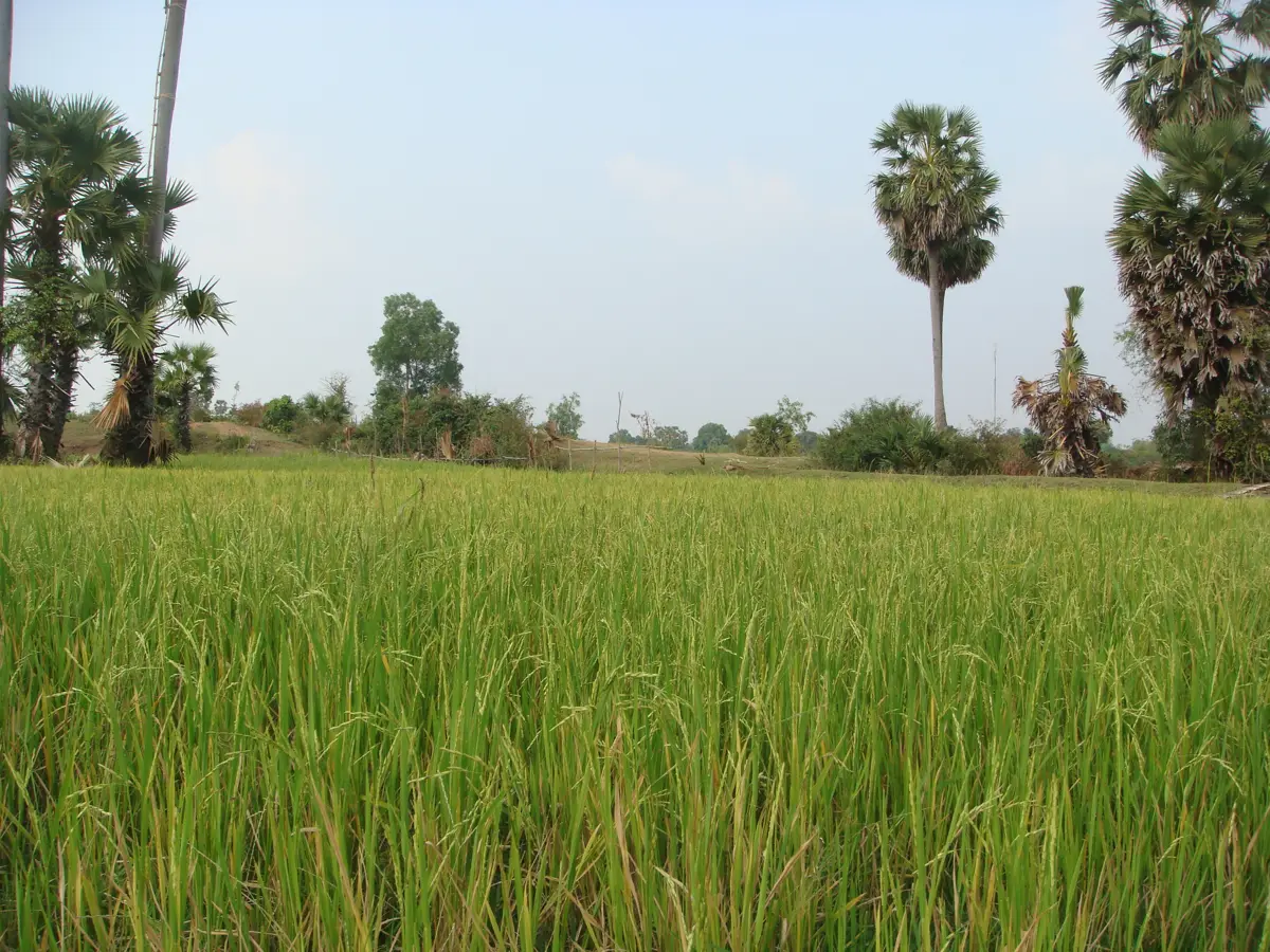 Green rice paddies with sugar palms near Baray, Kampong Thom province, Cambodia